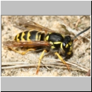 Vespula germanica - Deutsche Wespe - 08b.jpg